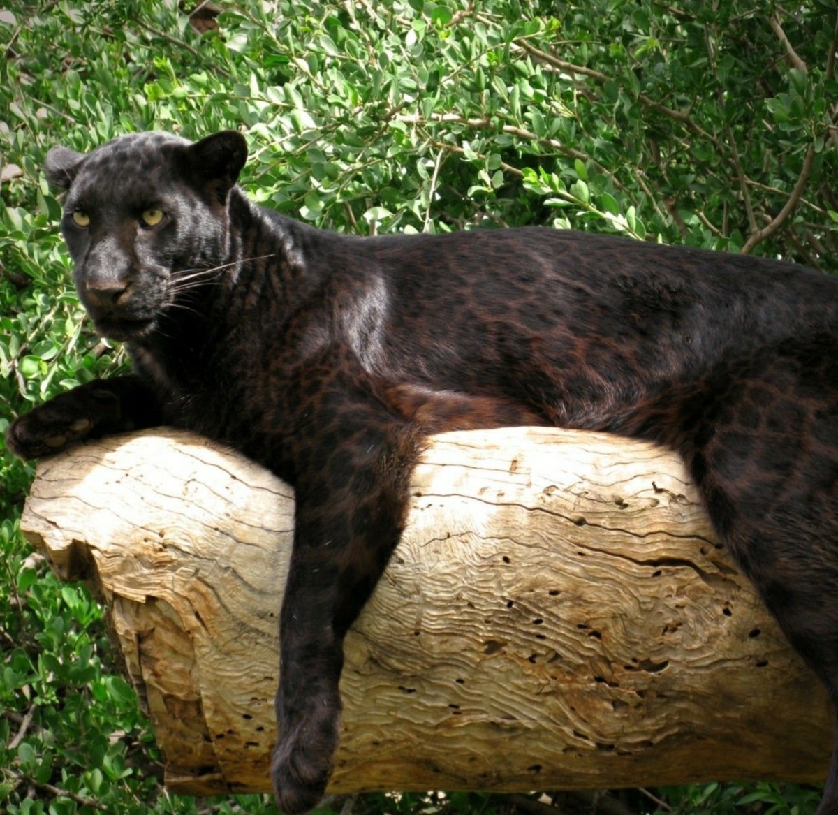 Пантера меланист леопарда