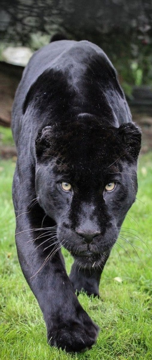 Ягуар меланист