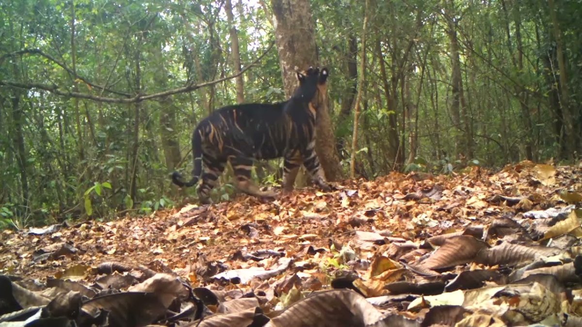 Тигр путешествует