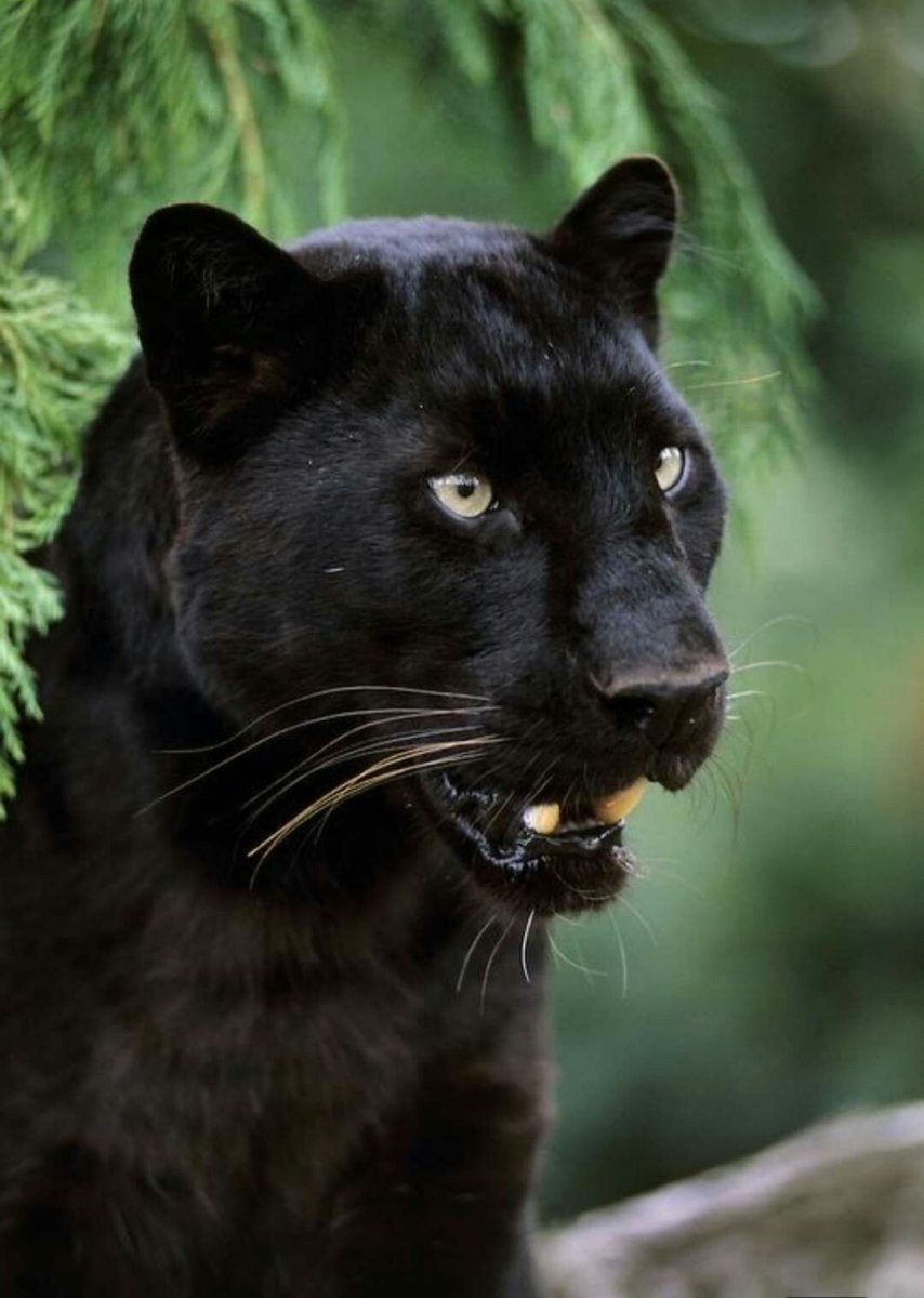 Черный тигр меланист