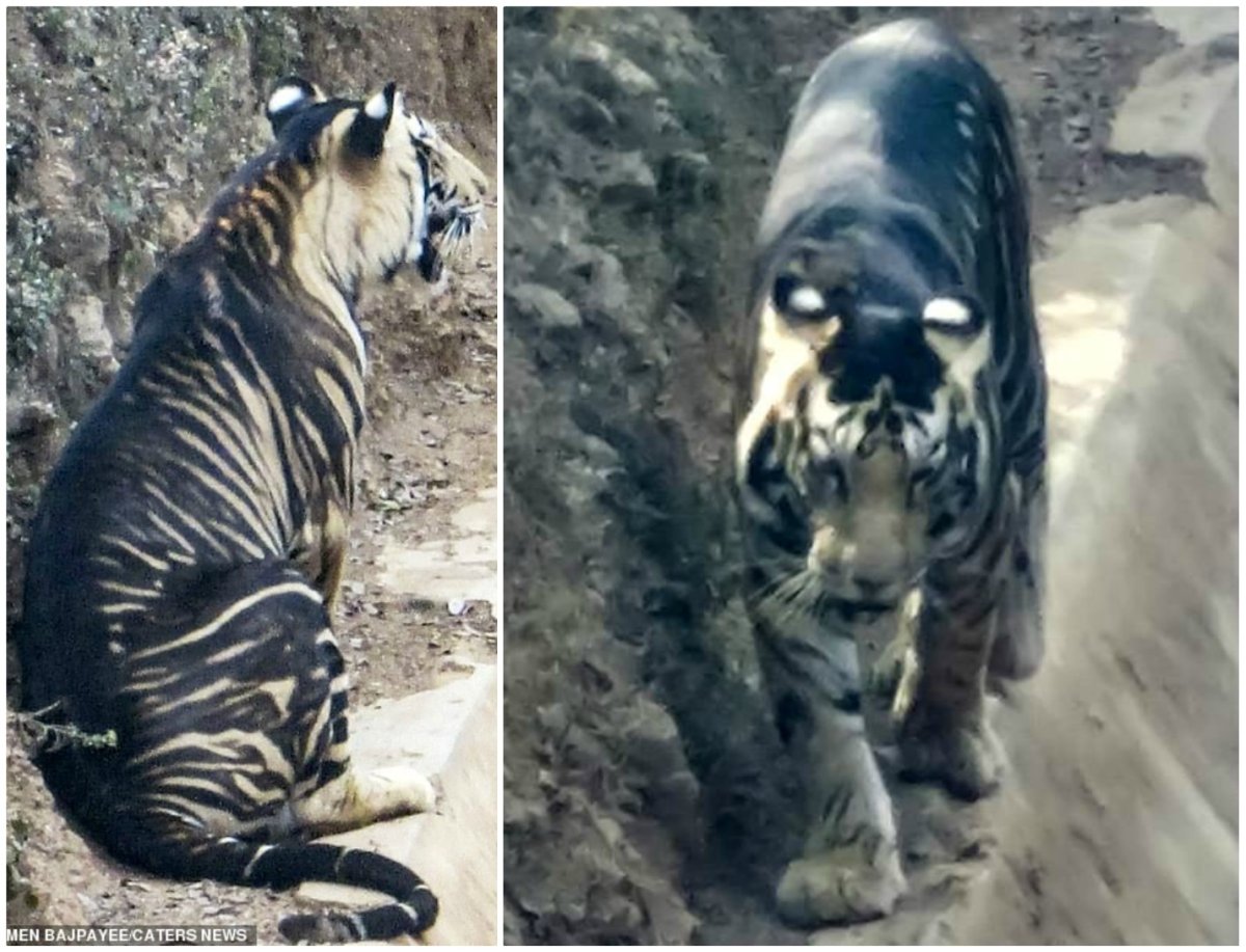 Тигр меланист