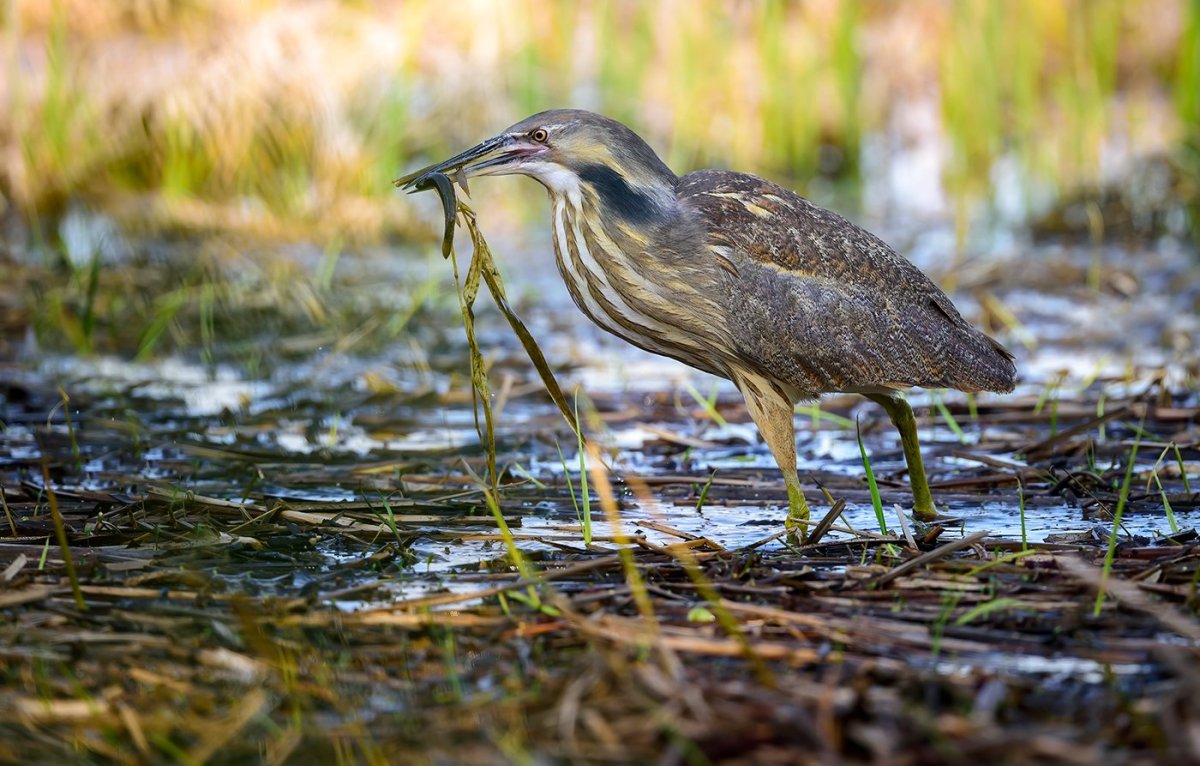 Американская выпь