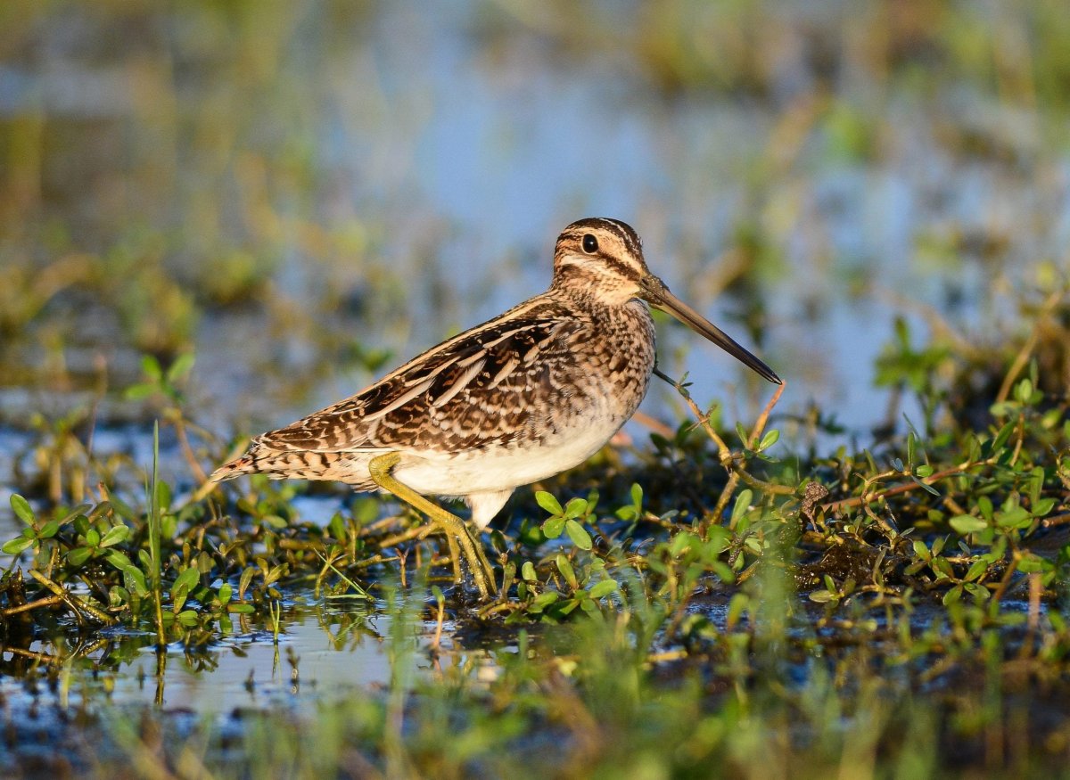 Бекас Луговой