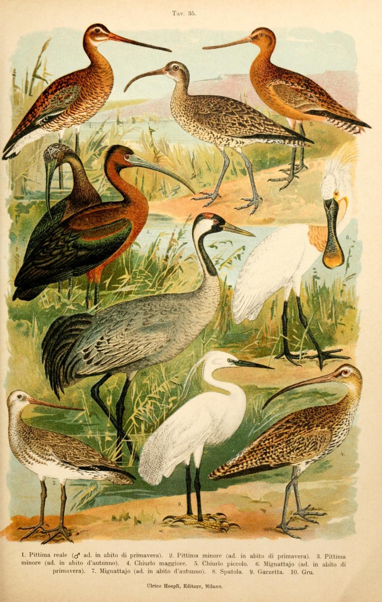 Съедобные болотные птицы