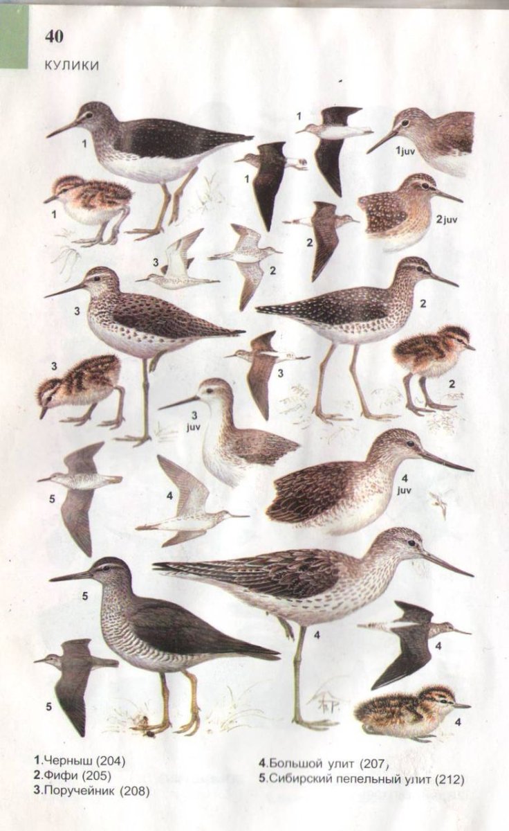 Кулик Перелетная птица