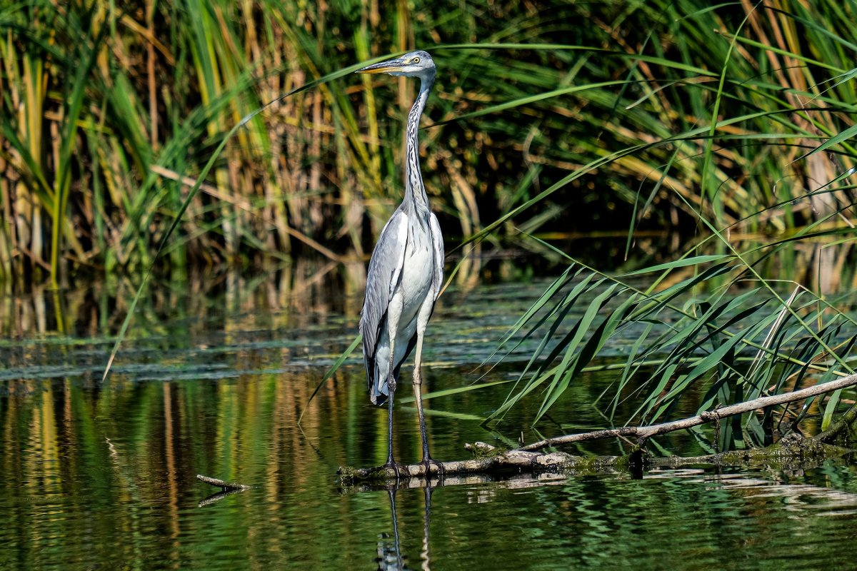 Цапля серая Болотная