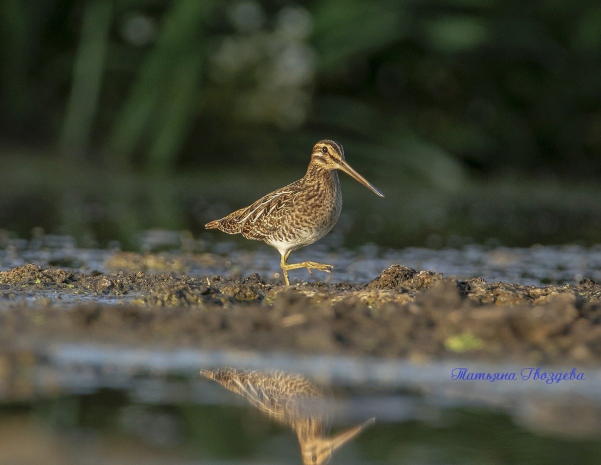 Болотная птица Бекас