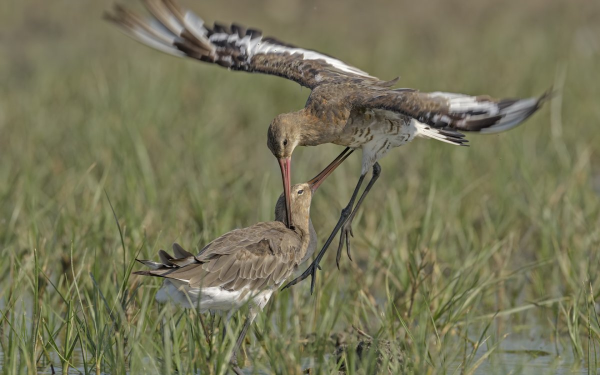 Птица на болоте Удмуртия