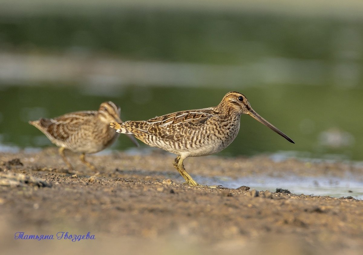 Болотная птица с длинным клювом