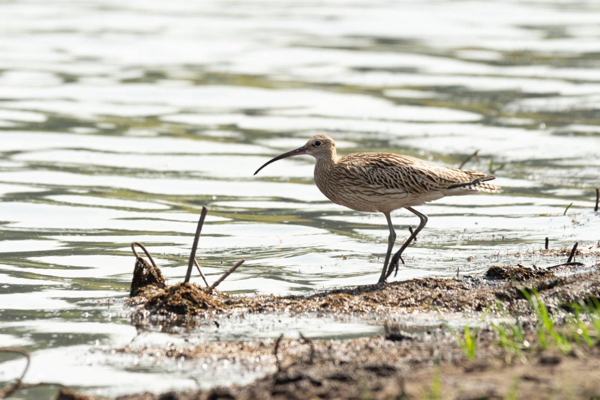 Eurasian Curlew Numenius Arquata