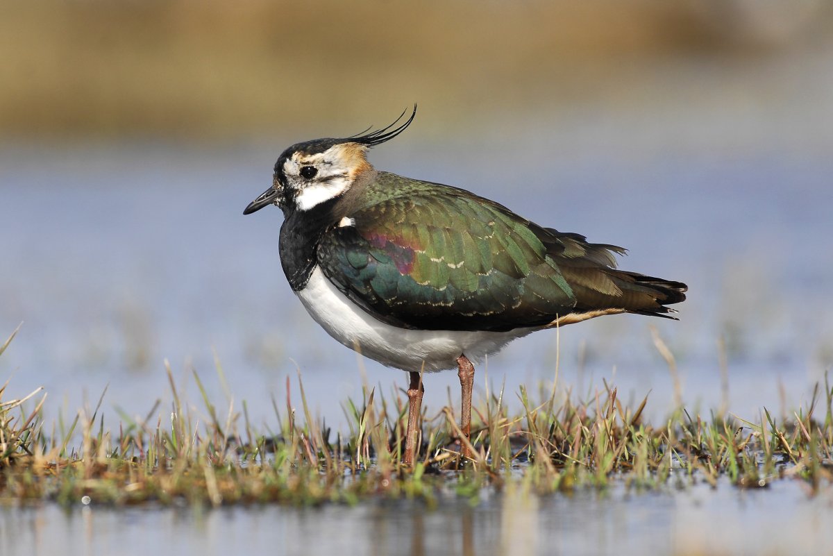 Птицы живущие на болотах