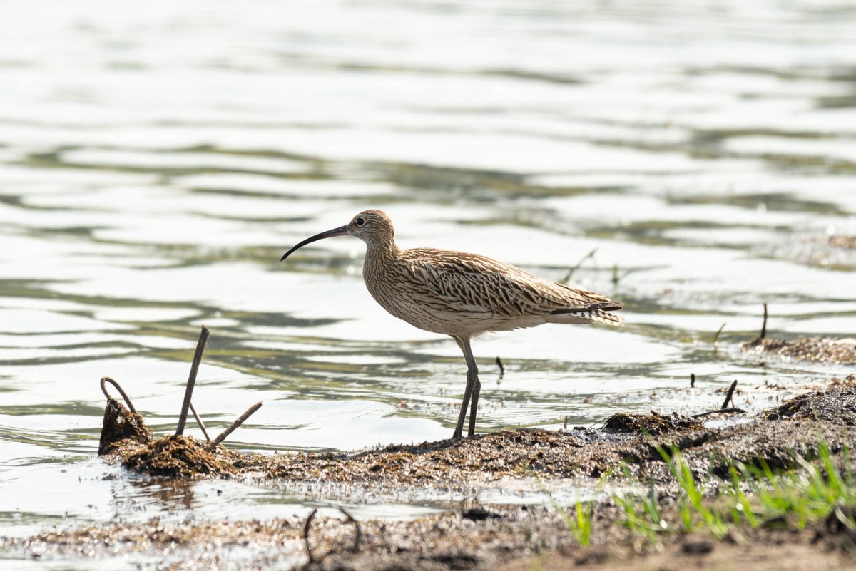 Сибирский кроншнеп-Малютка