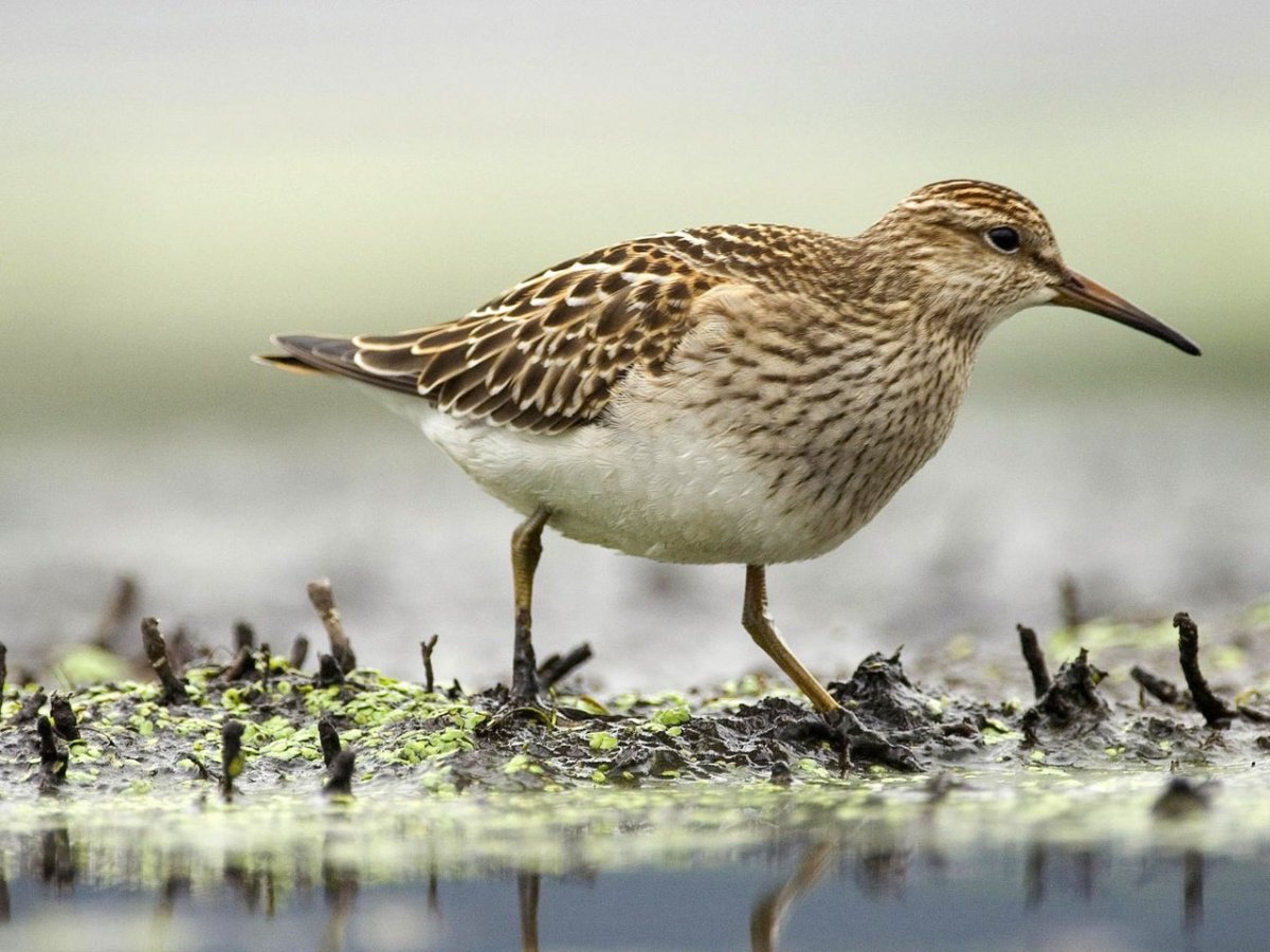 Бекас Кулик птица