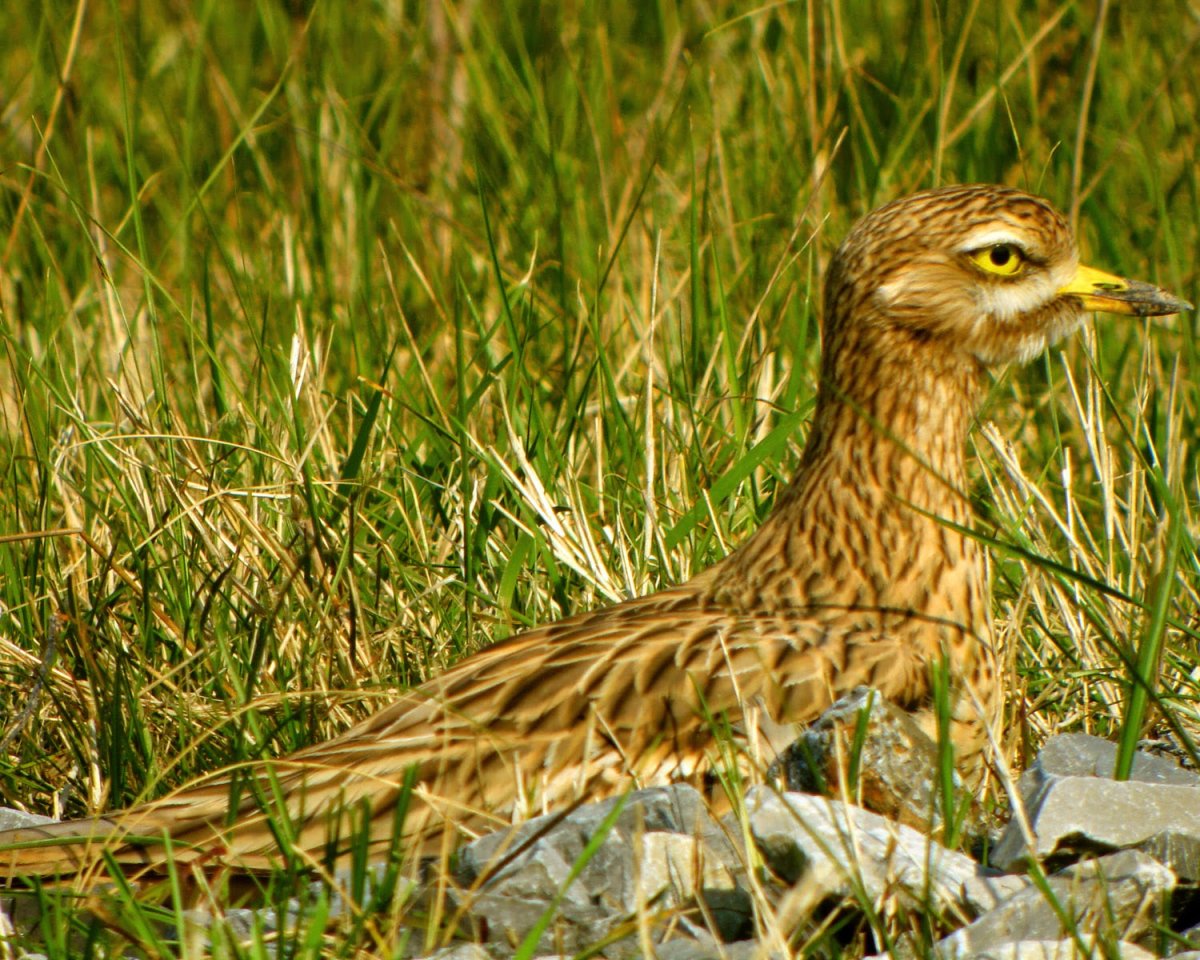 Болотная птица авдотка