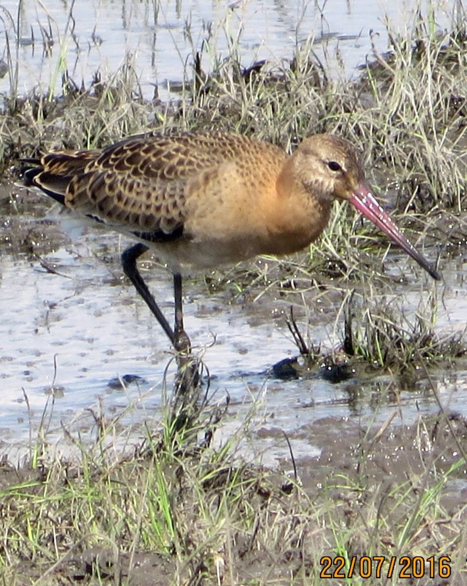 Сибирские болотные птицы