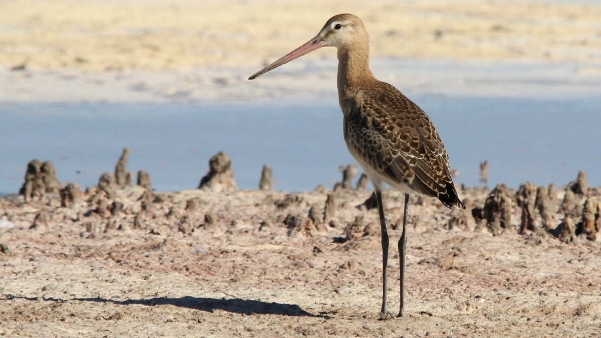 Крупные птицы болот