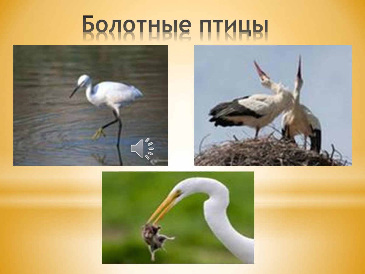Болотные птицы особенности