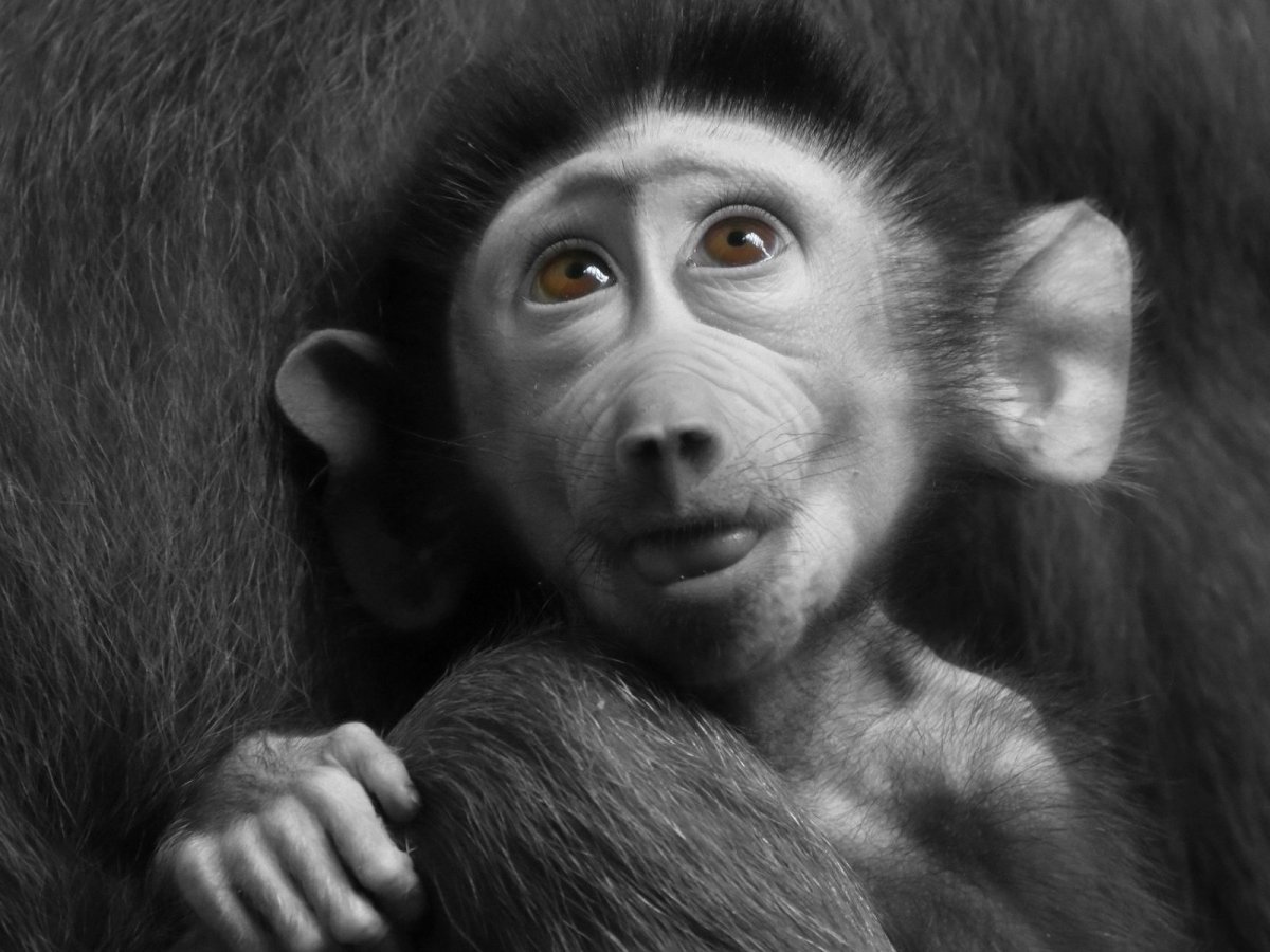 Валера Бабуин