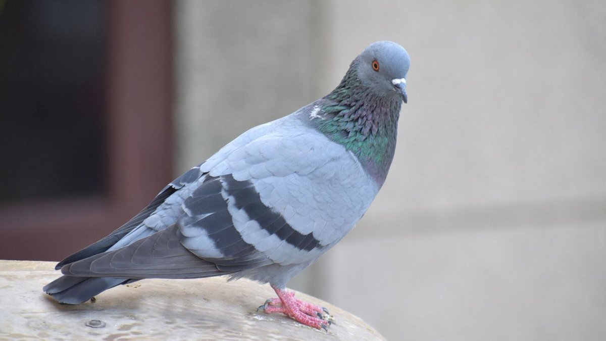 Пиджеон голубь