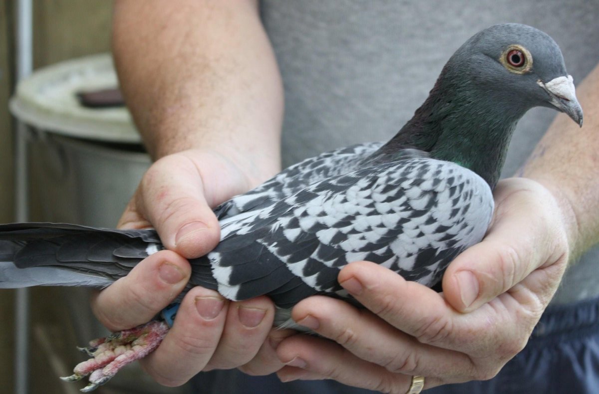 Голуби породы бельгийцы
