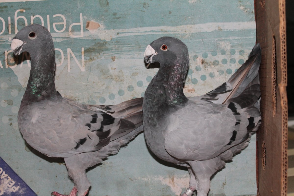 Голубь немецкий Почтарь