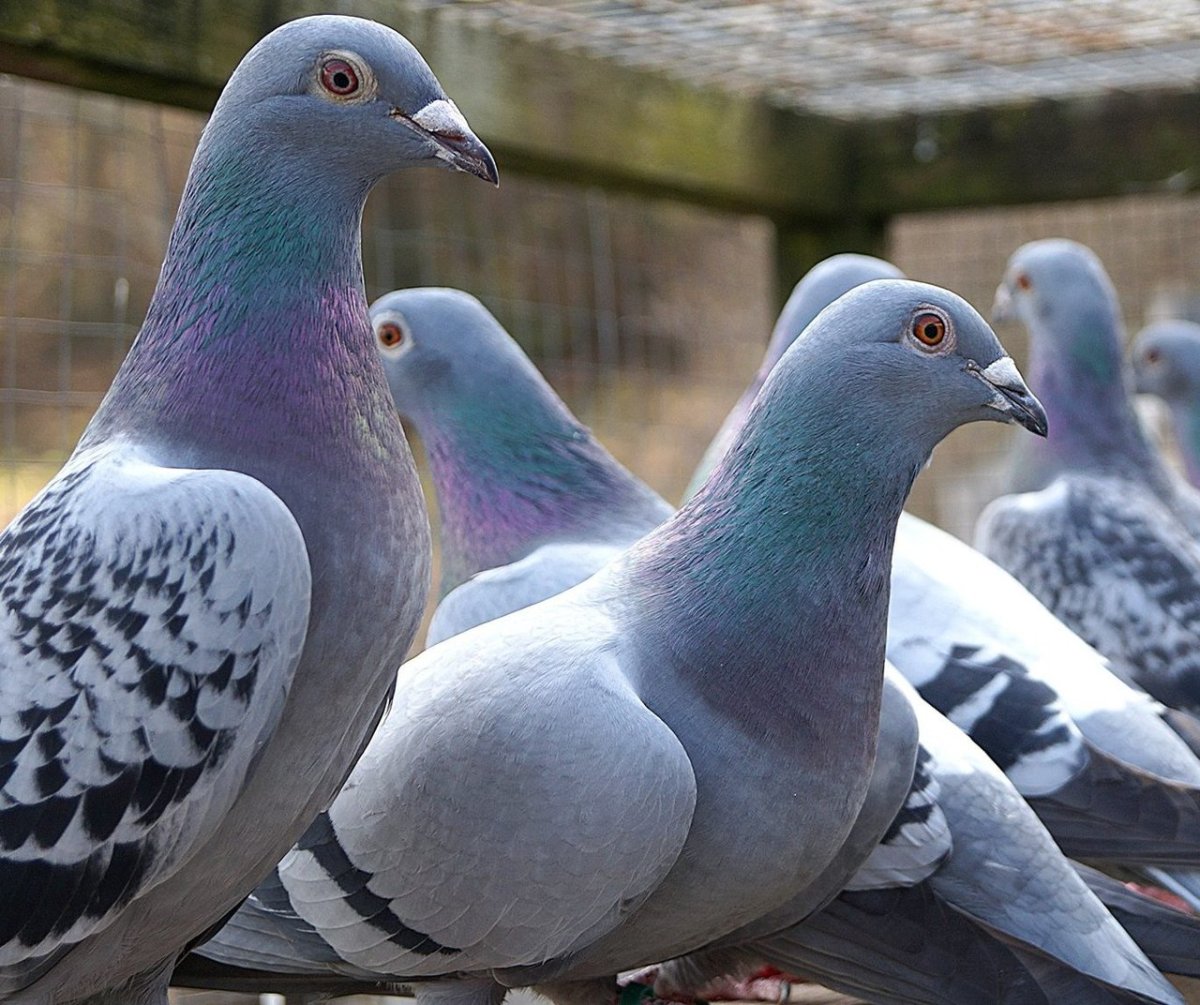 Калужские Турманы