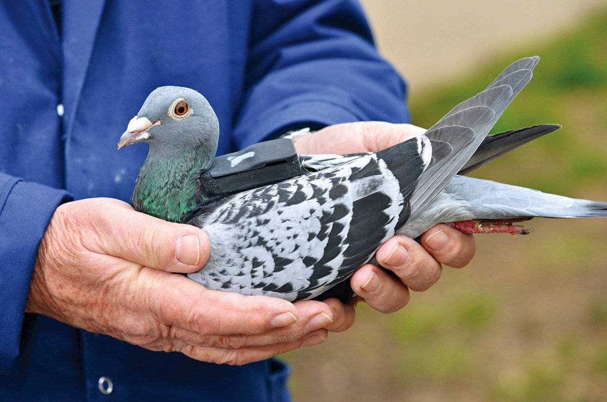 Голубь почтальон