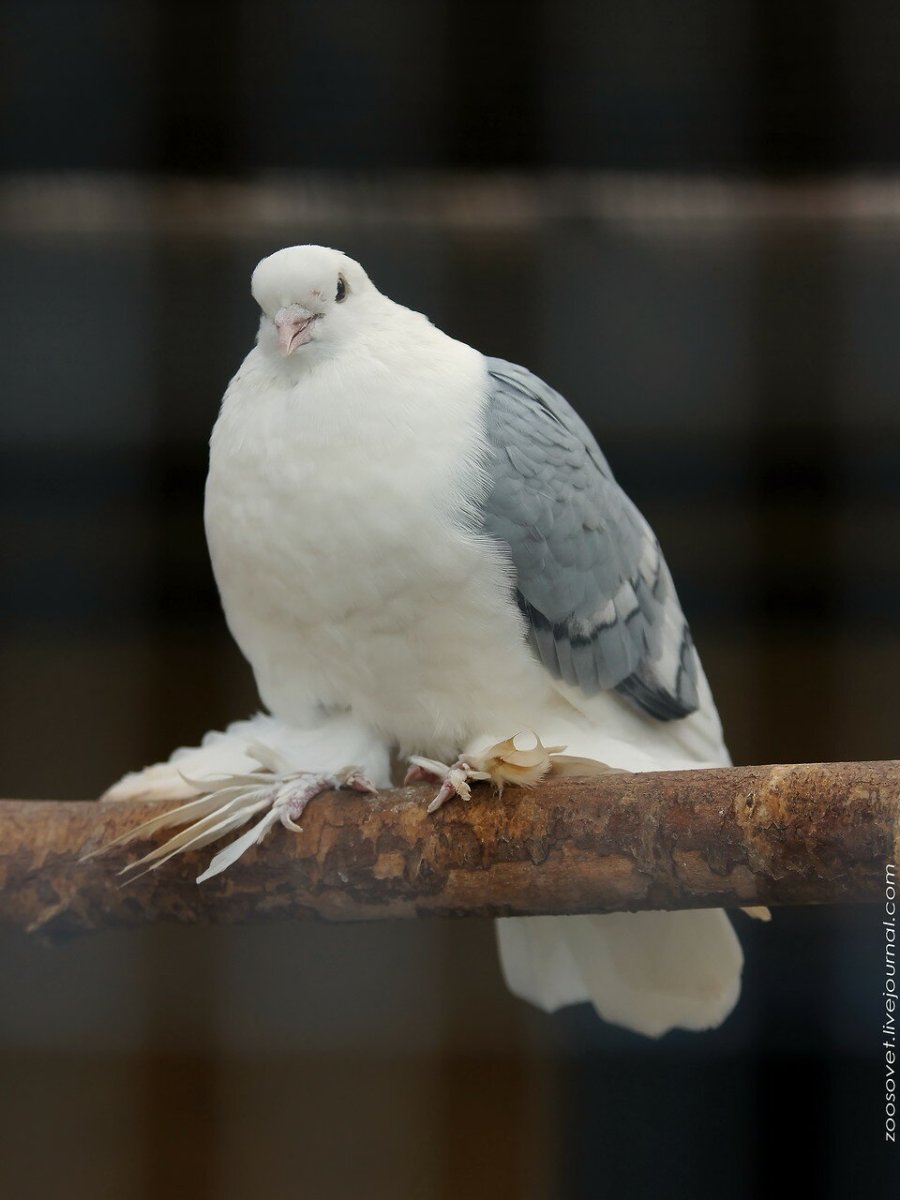 Розовый голубь