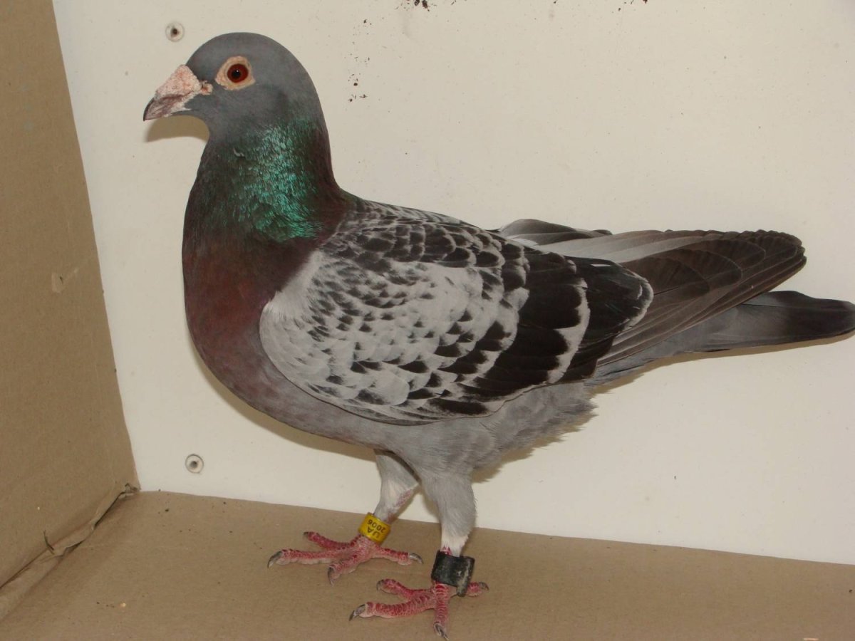 Бельгийские спортивные голуби