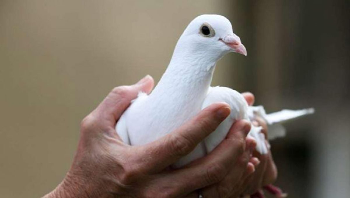 Голубиные гонки