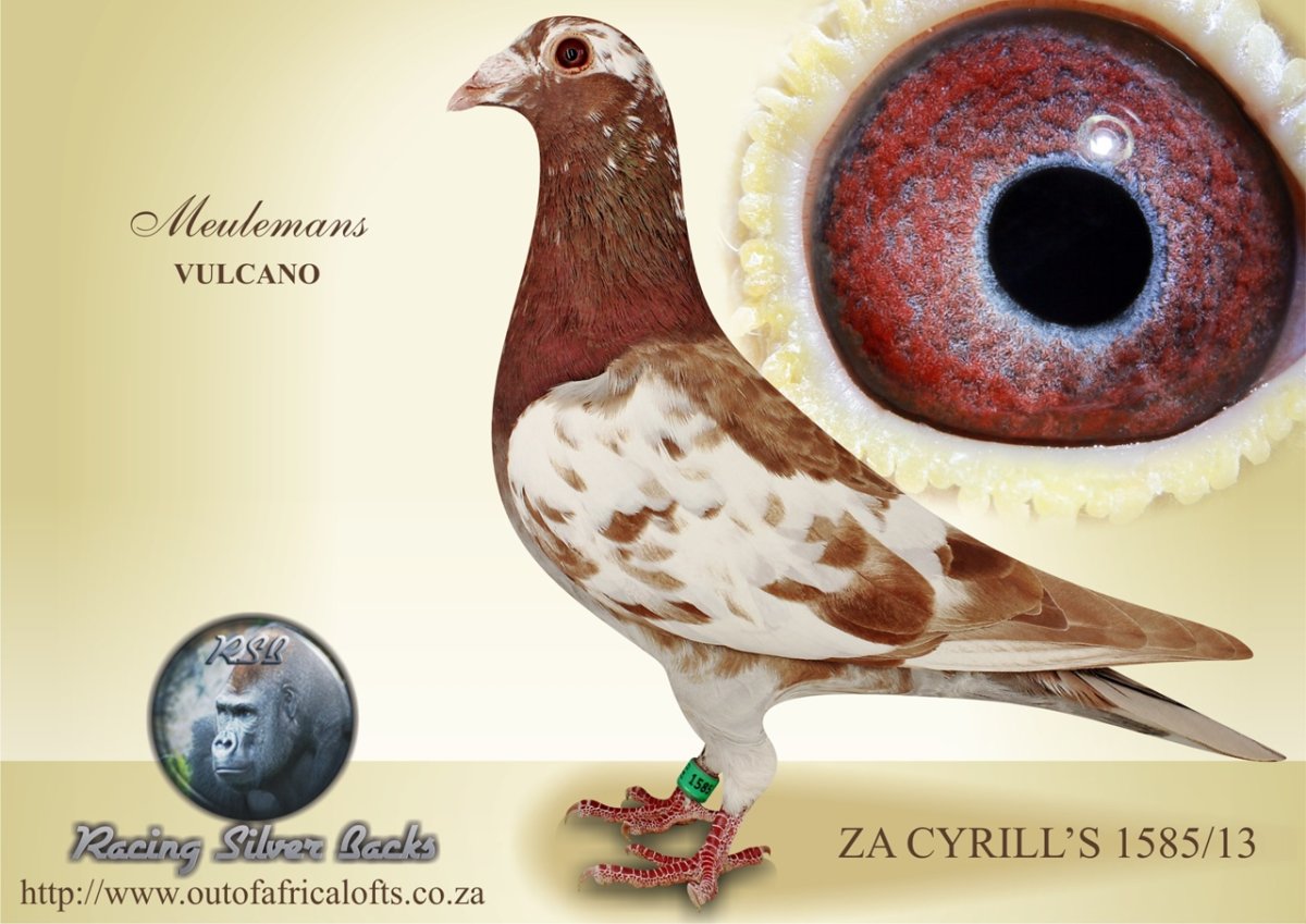 Голуби расы Мулеманс