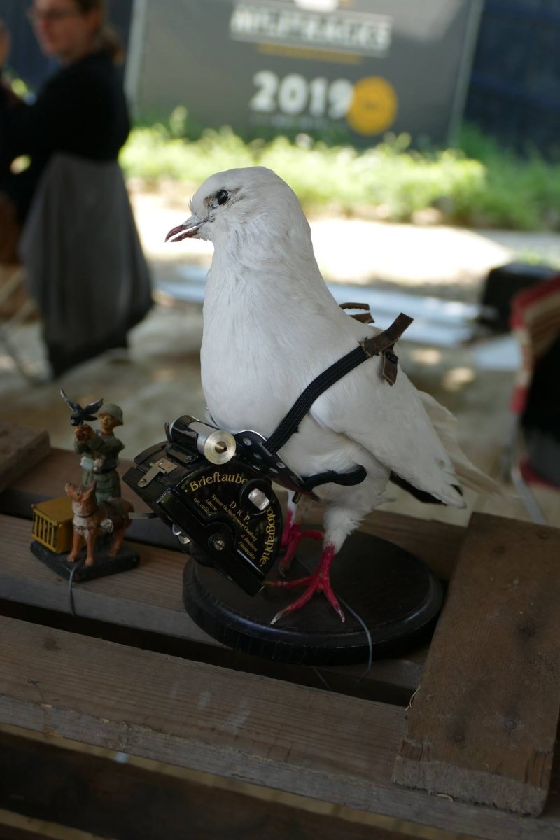 Голубиная почта