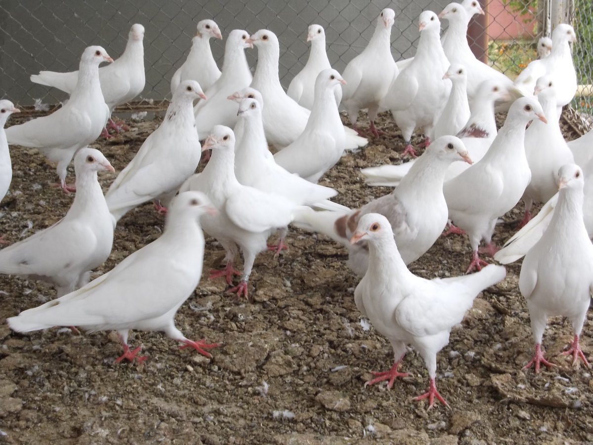 Спортивные голуби чехи белые