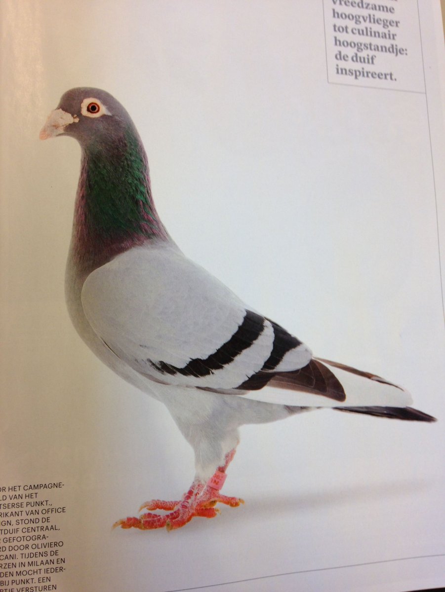 Цицака птица