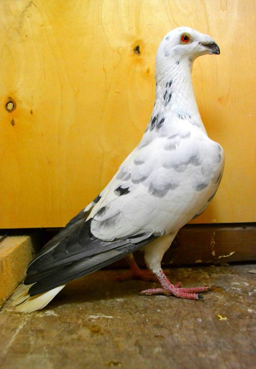 Антверпенский голубь