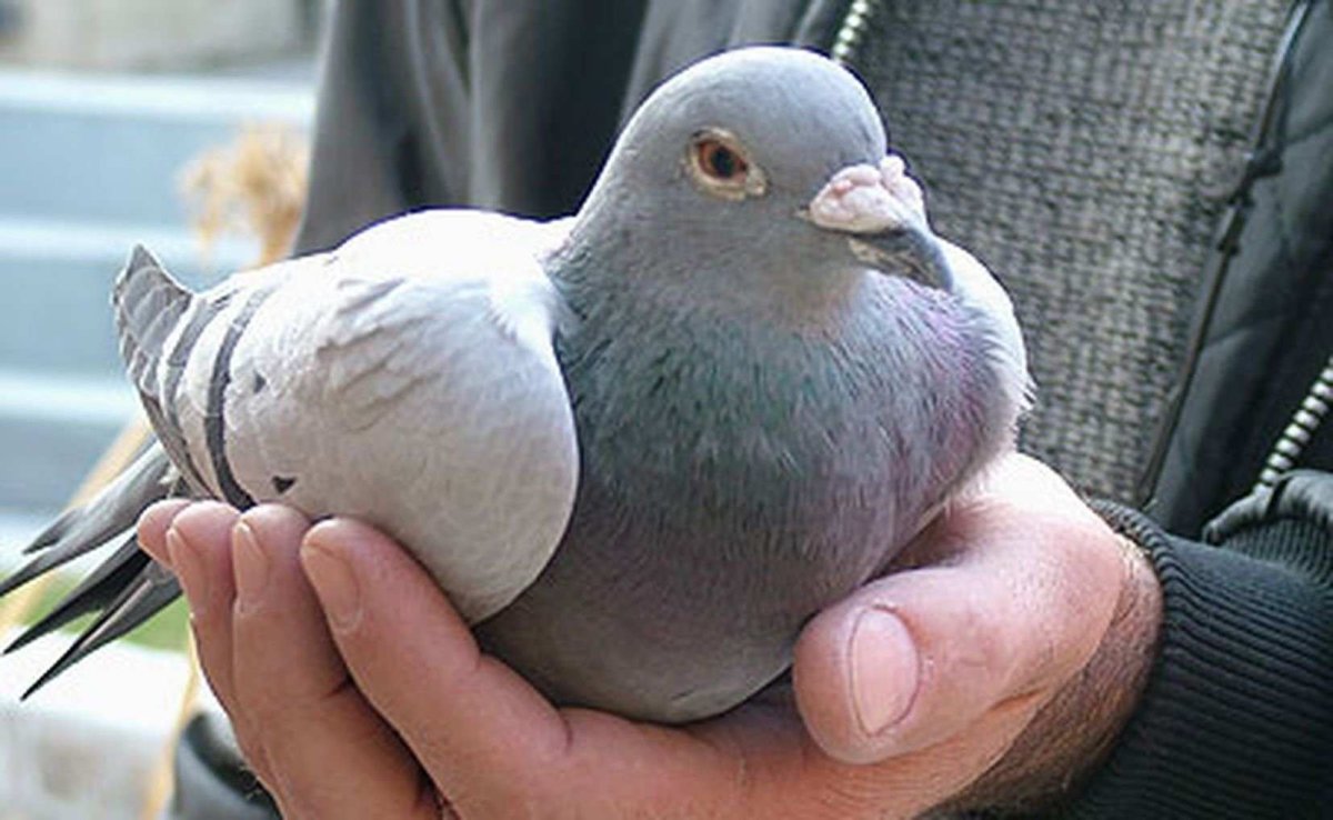 Голуби бельгийцы