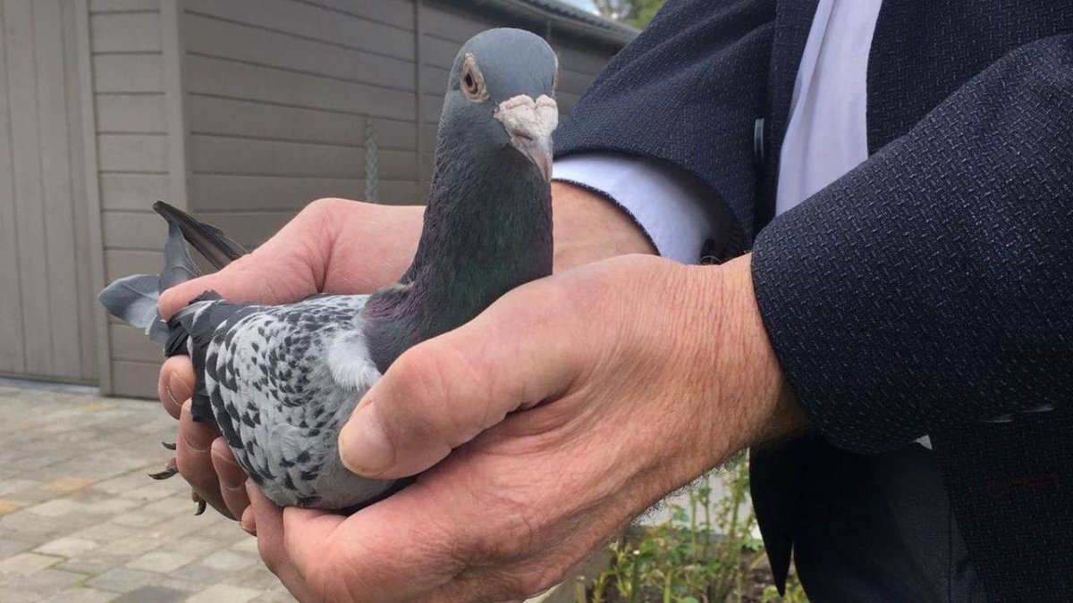 Гоночный голубь