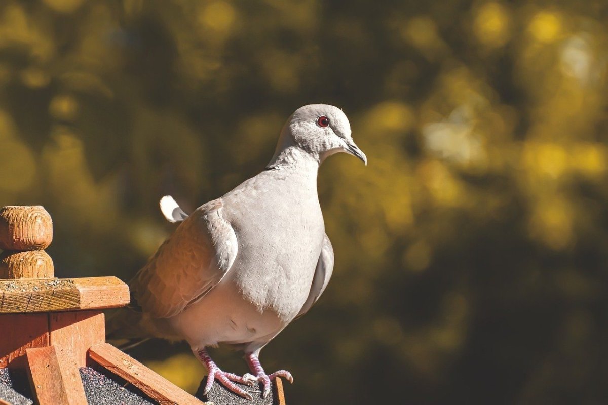 Птица с воротником на шее