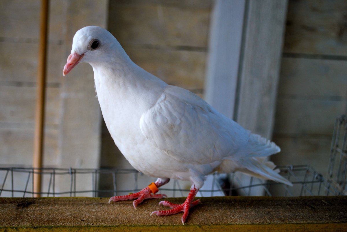 Антверпенский голубь › породы голубей