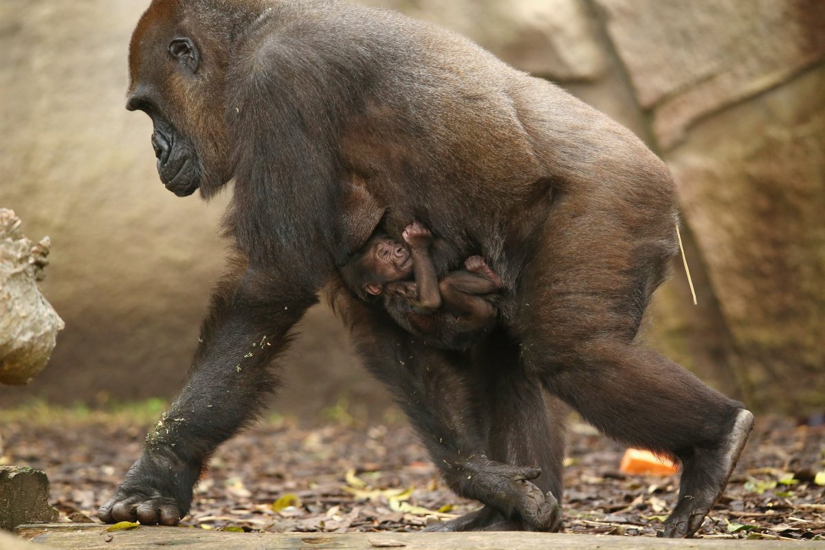 Обезьяна на четырех лапах