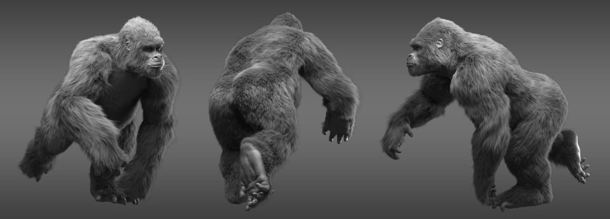 Мышцы гориллы анатомия