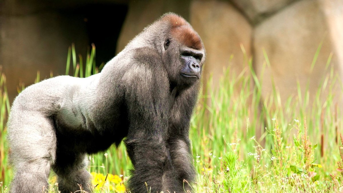 Шерсть гориллы