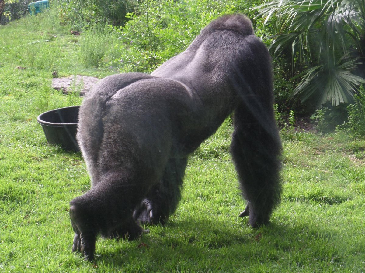 Попка гориллы