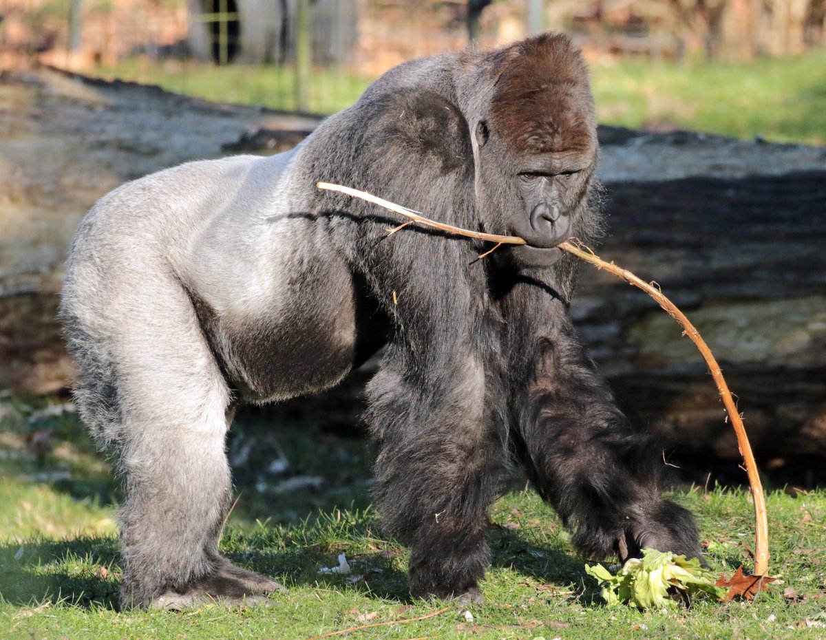 Гориллы травоядные