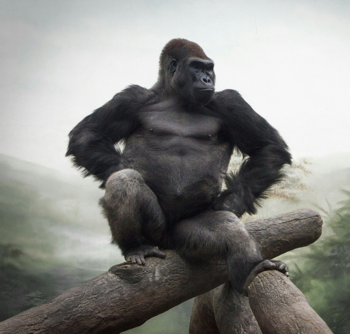 Горилла Кинг Конг