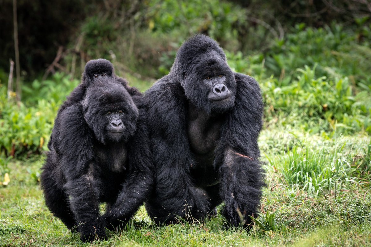 Горилла НИГЕЦ