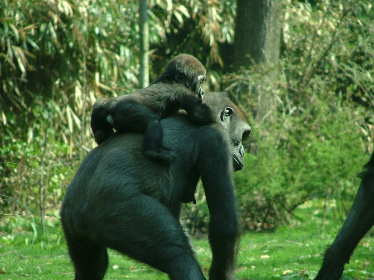 Горилла с хвостиком