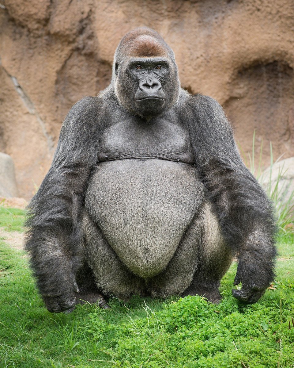 Лысая горилла самец