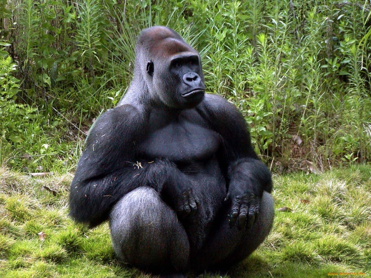 Береговая горилла
