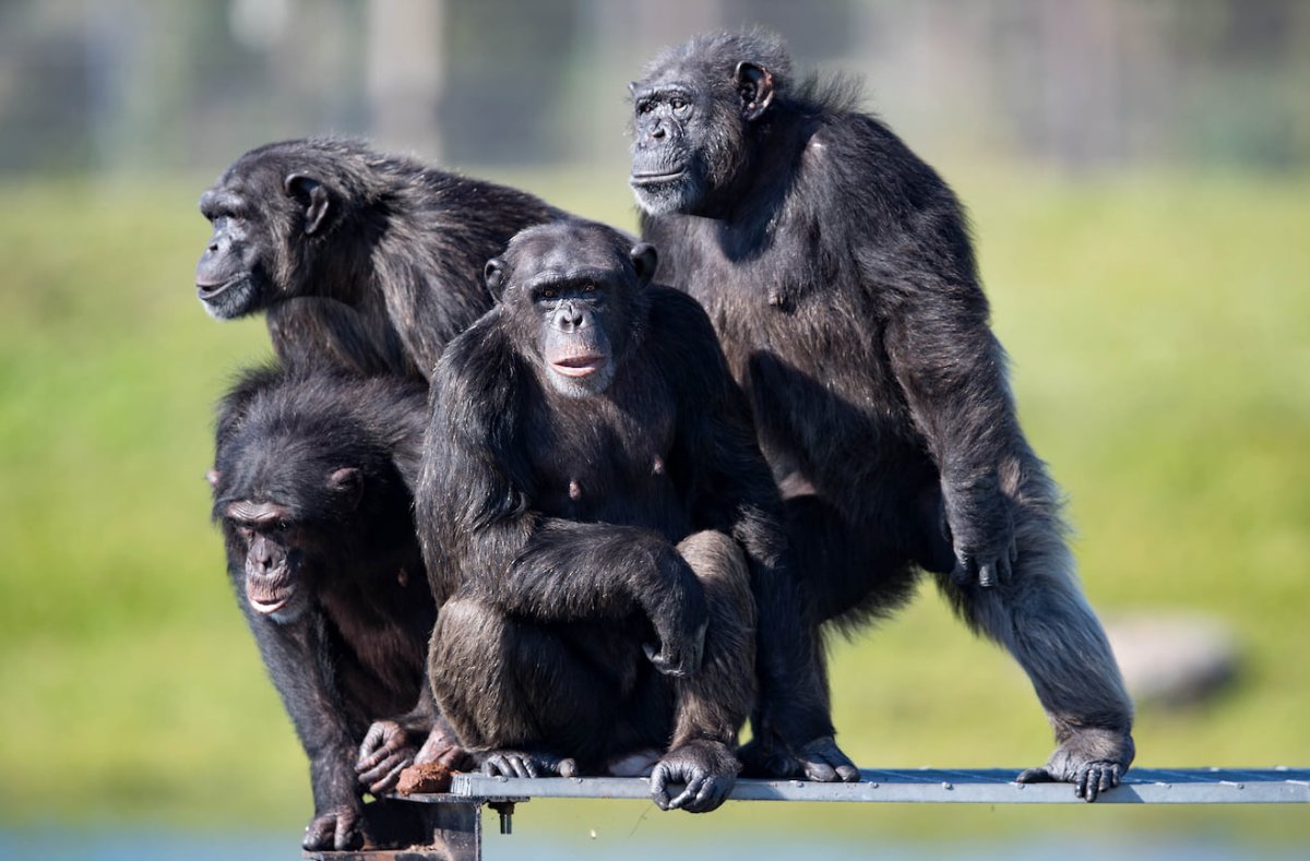 Толпа обезьян стоят